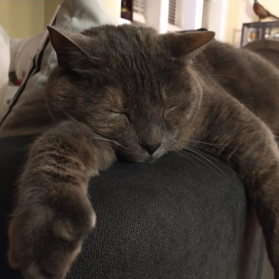 BellaDonna the cat, asleep